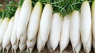 白萝卜清洗机